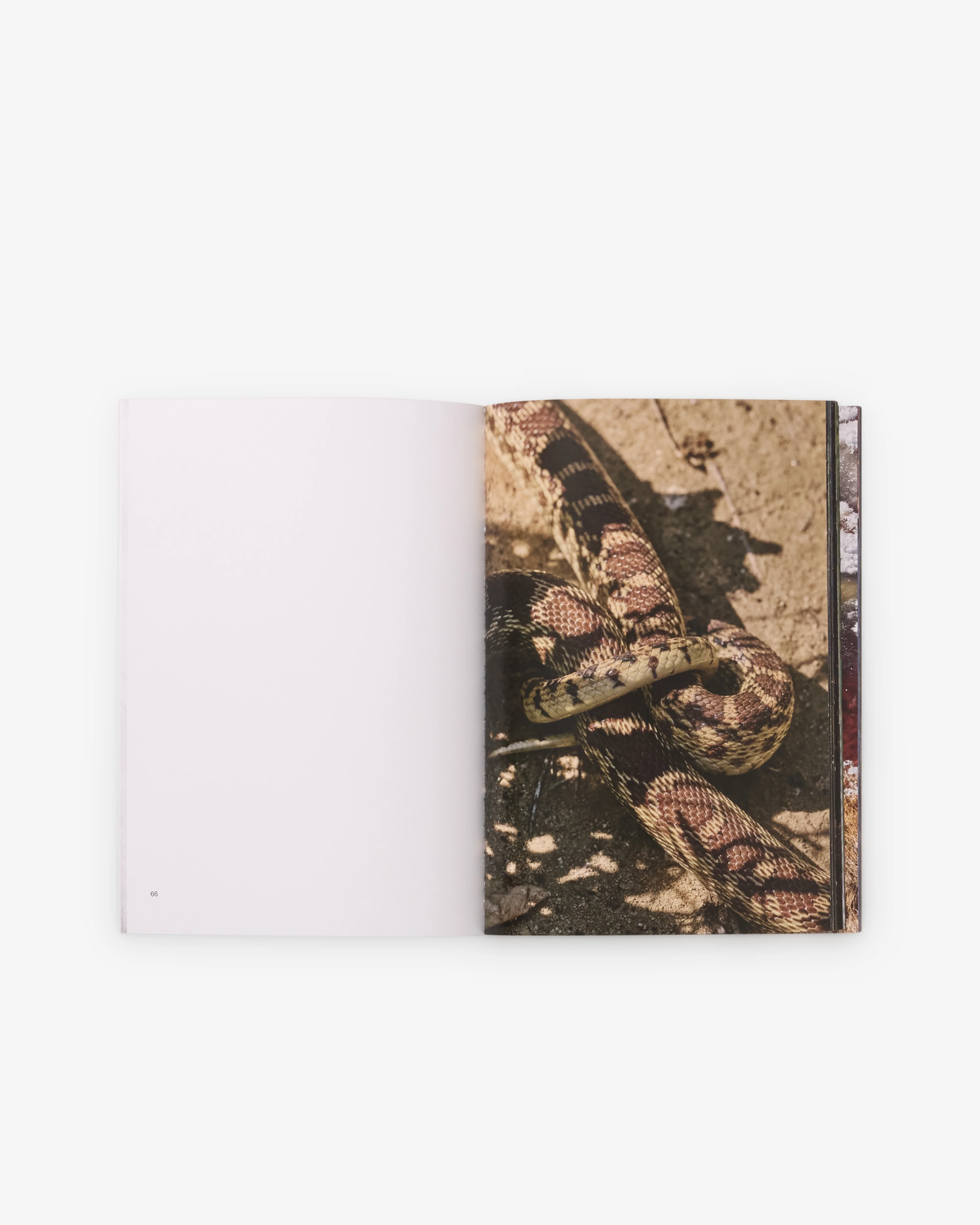 Friend Editions - Pray To Be A Bird by Colin Sussingham - Image 4